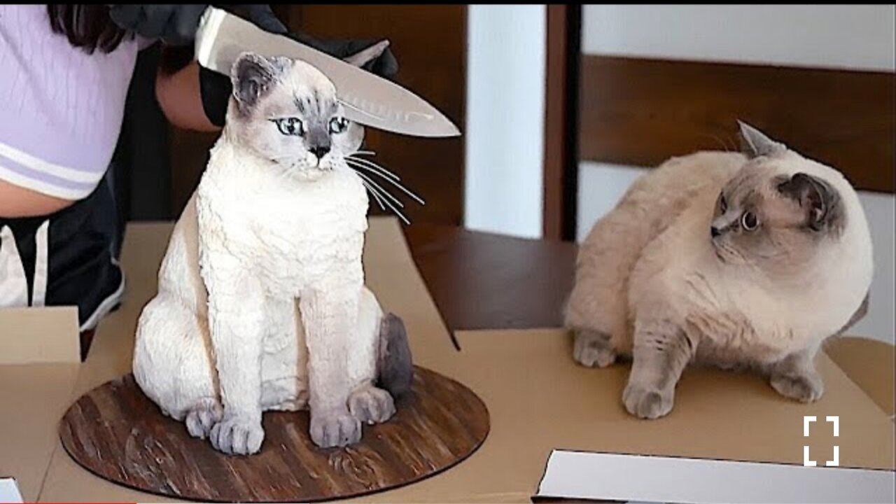 Funniest Cats and Dogs 🐱🐶 Part 1
