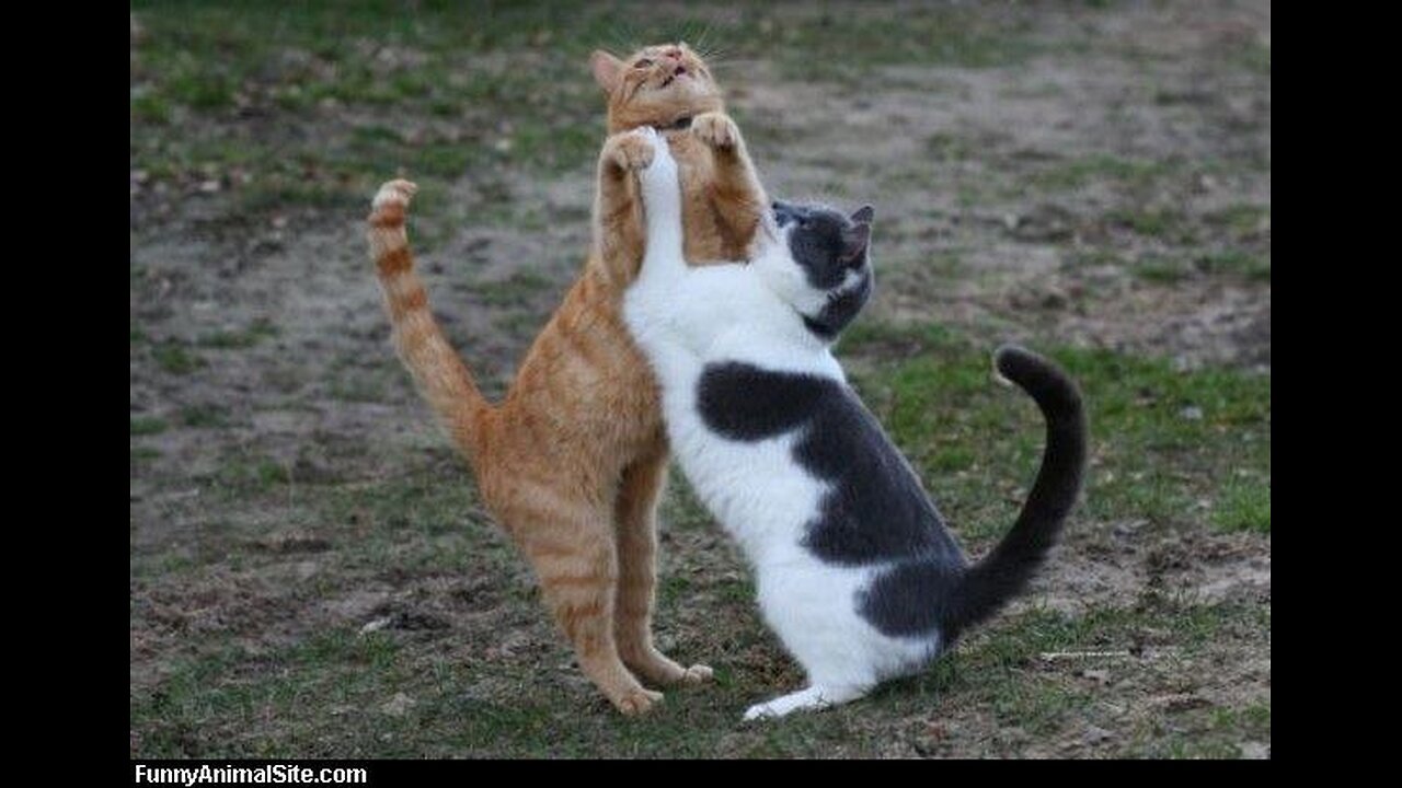 Funny cats fights try not to laugh