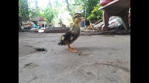 pets of poor children in Vietnam