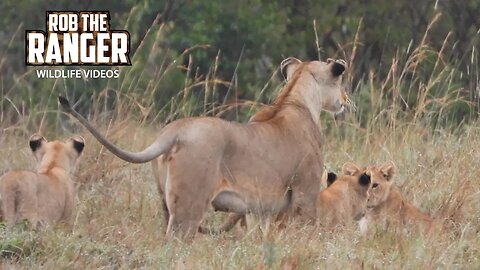 Lion Cubs Meet An Elephant Herd | Maasai Mara Safari | Zebra Plains