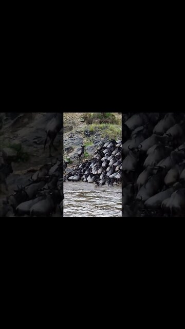 Great Migration River Crossing #shorts | #ShortsAfrica | #Augdailyshorts