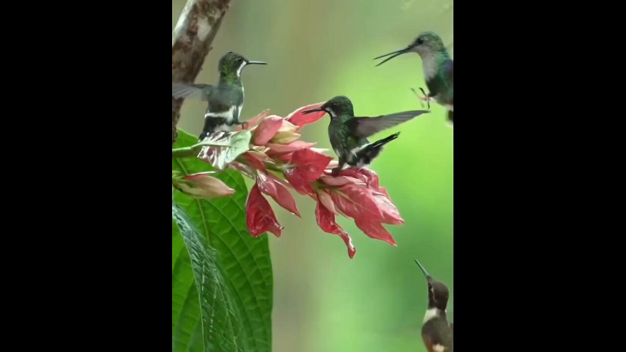 Lovely birds video