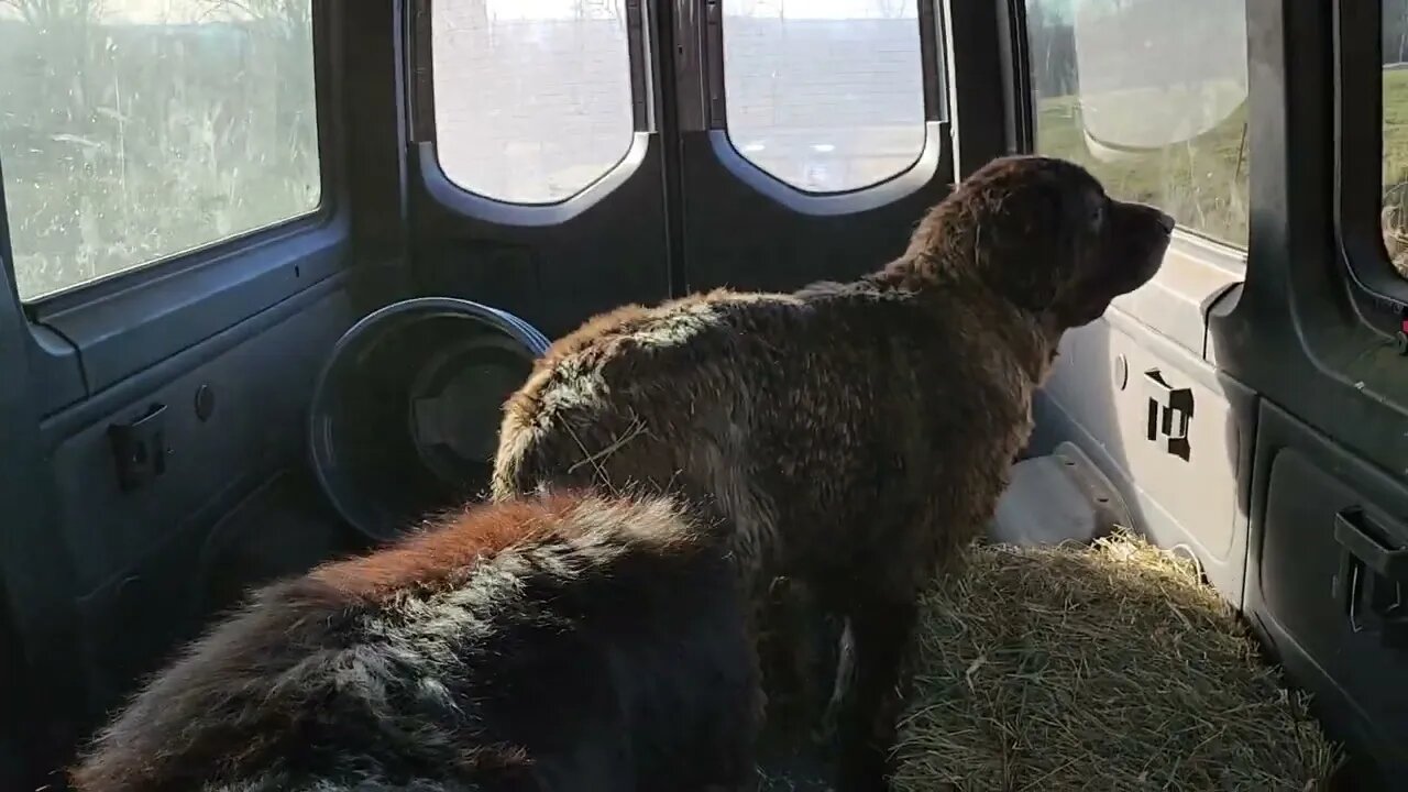 Ancient Guardians Farm Tibetan Mastiff Bear and Caucasian Ovcharka Laiyana donated blood today