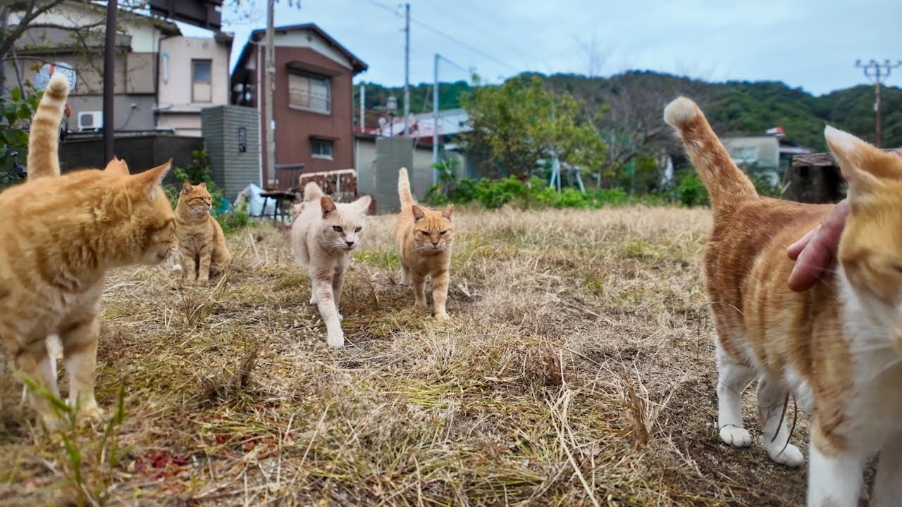 Orange Tabby Cat Elementary School, students arrive at school