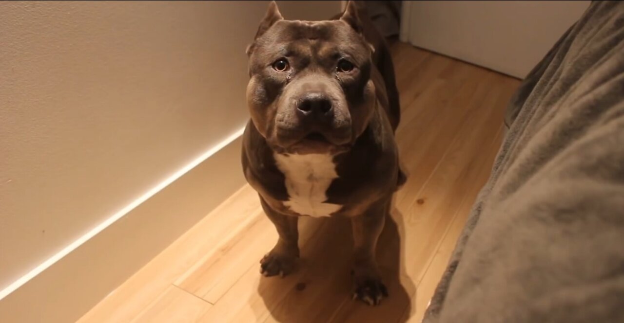 Talking dog. American bully is so smart