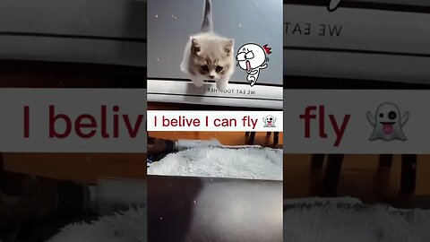 CAT VIDEO