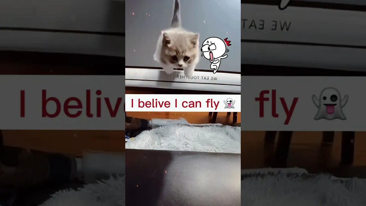 CAT VIDEO