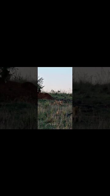 Playtime! #shorts | #ShortsAfrica