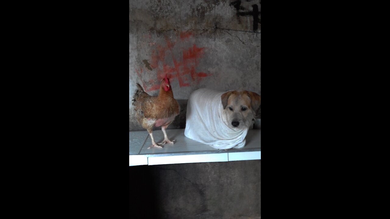 my chicken and my dog in the bath