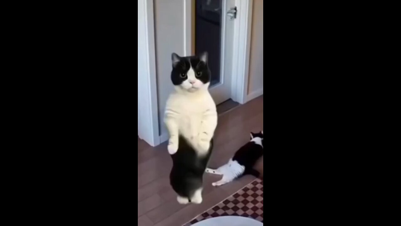 cute cat dancing super