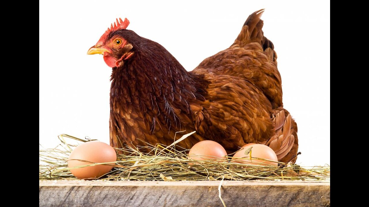 chicken and eggs in poultry farms