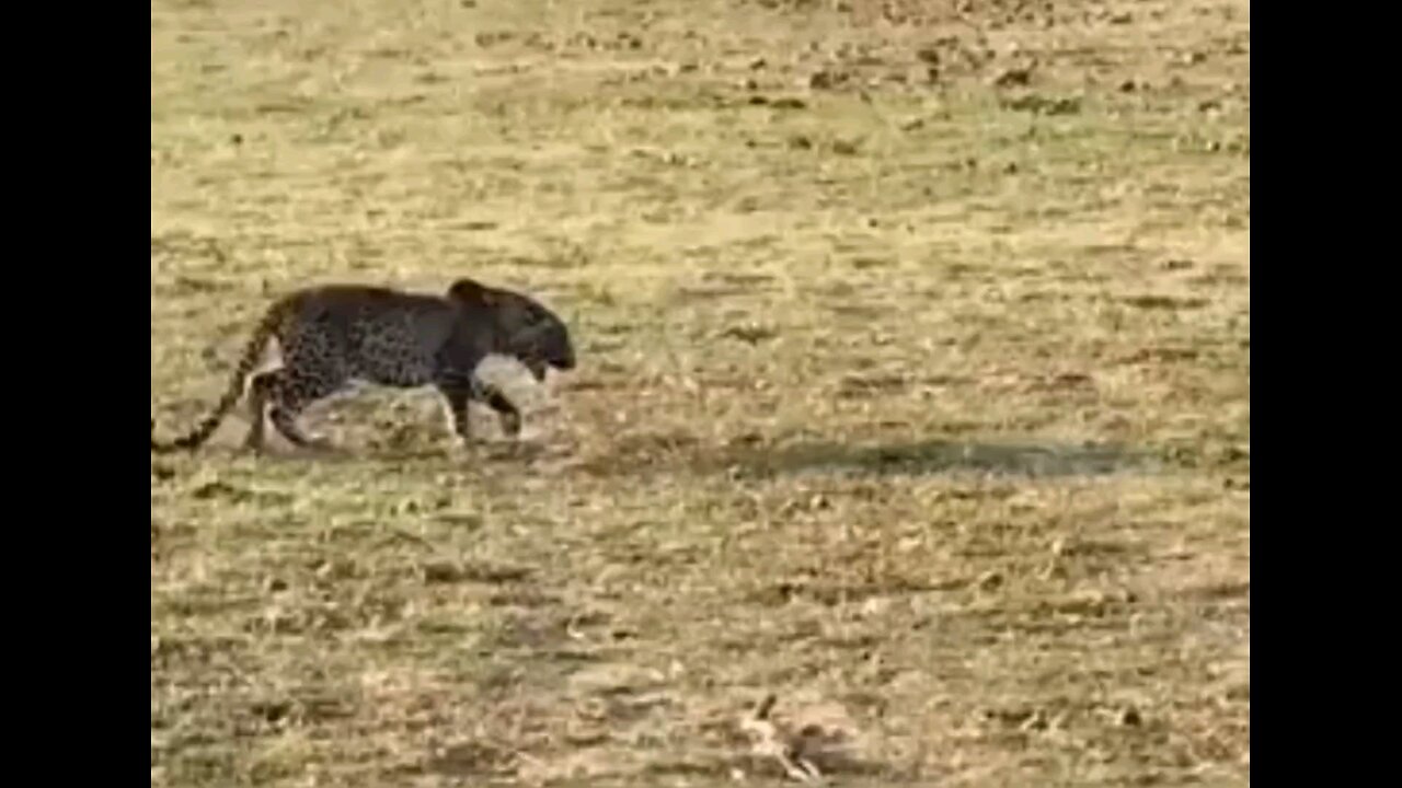 Leopard Vs Hyena Fight