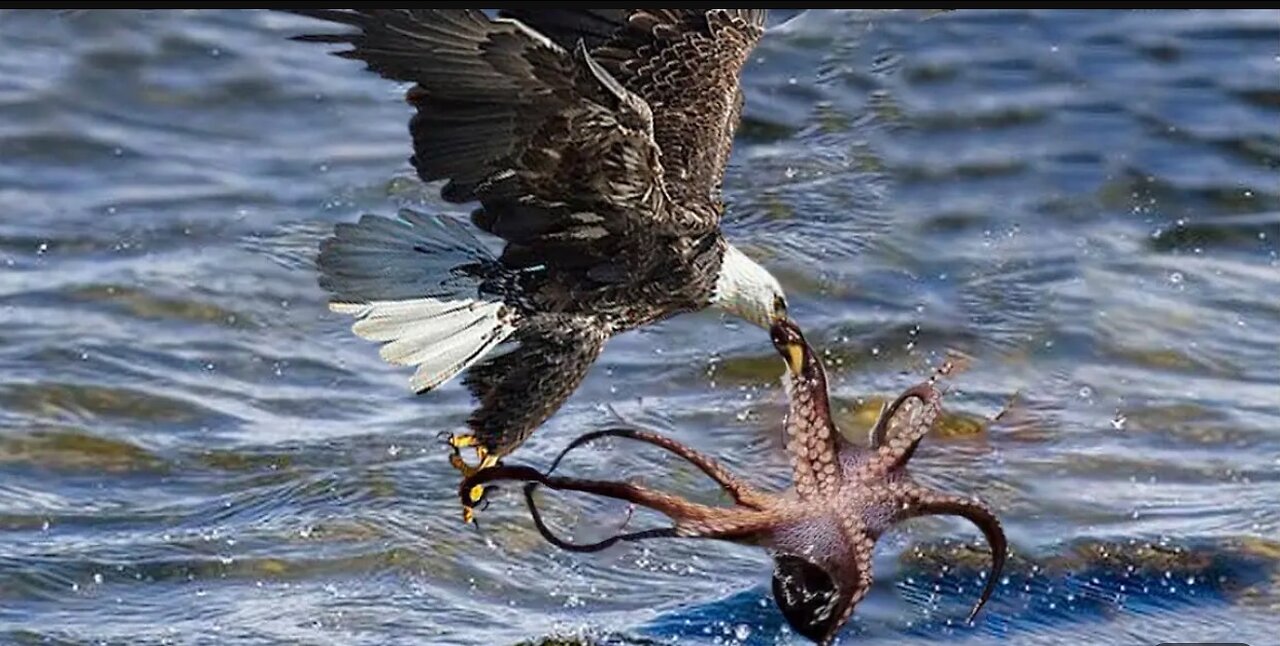 The Eagle Dies While Hunting Octopus In The Ocean