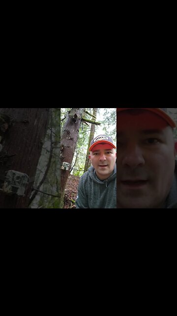 Trail cam update 2 #Coyotes #homesteadwalk #dogwalk