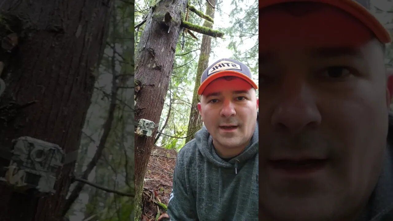 Trail cam update 2 #Coyotes #homesteadwalk #dogwalk