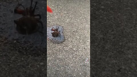 Properly killing spiders, using fire and hatred