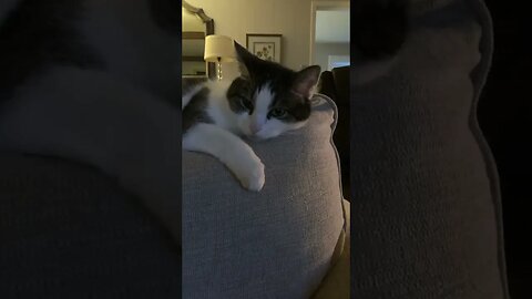 Chloe the cat has had a hard day￼