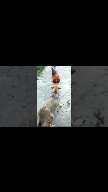 Funny Dogs Vs Chicken