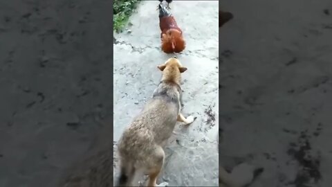 Funny Dogs Vs Chicken