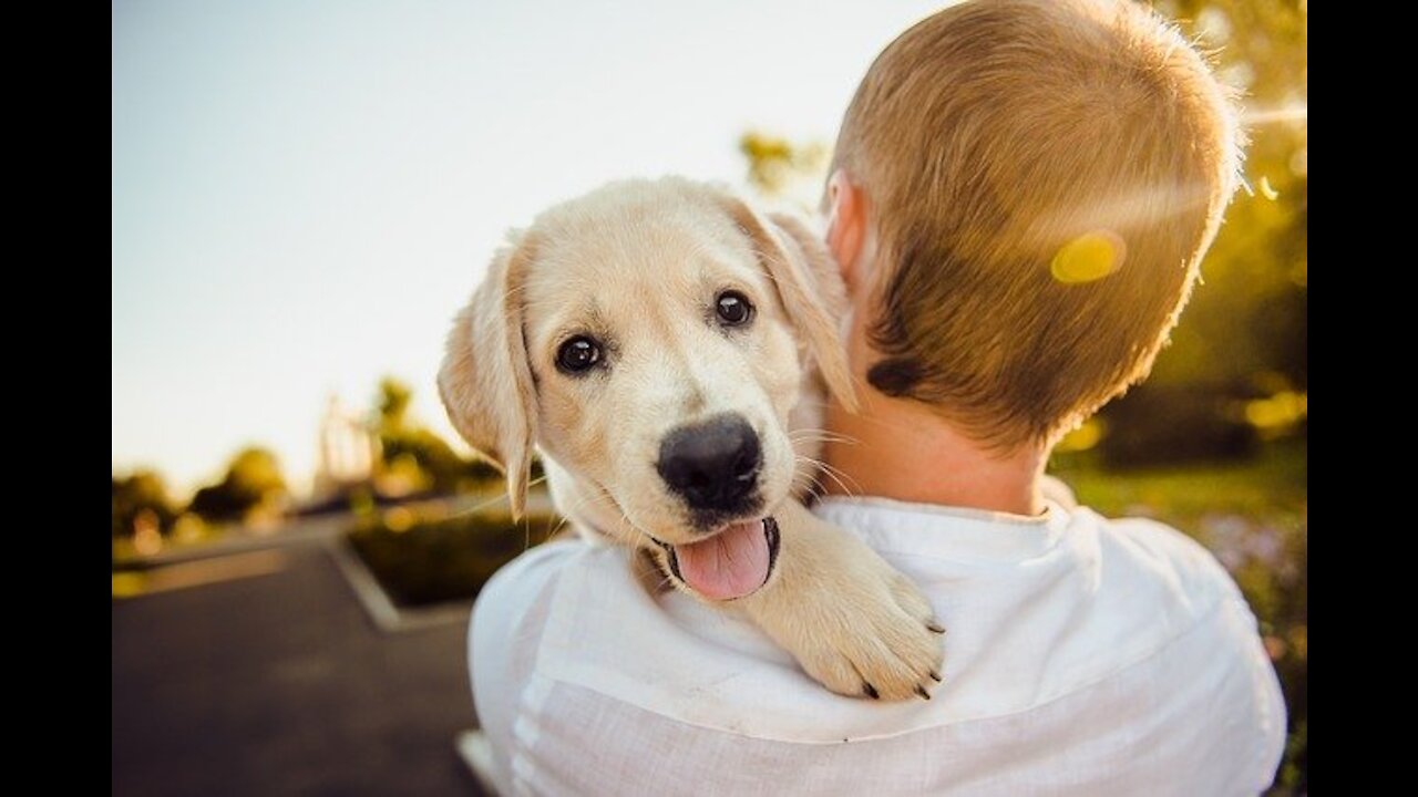 Moment Cutes Animals