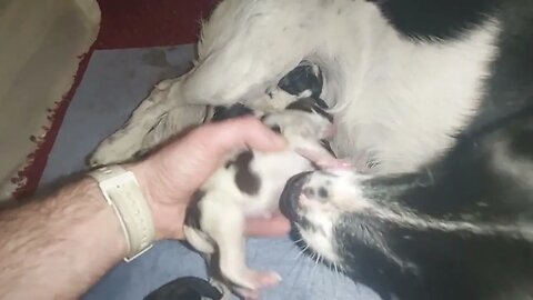 6 Puppies