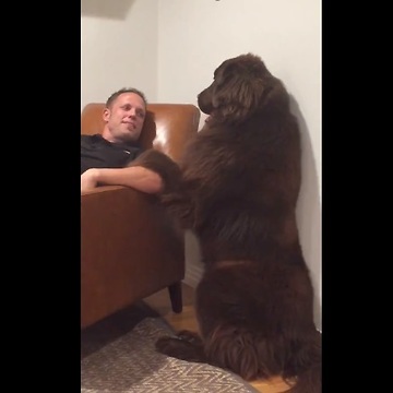 Giant Newfoundland demands attention from owner
