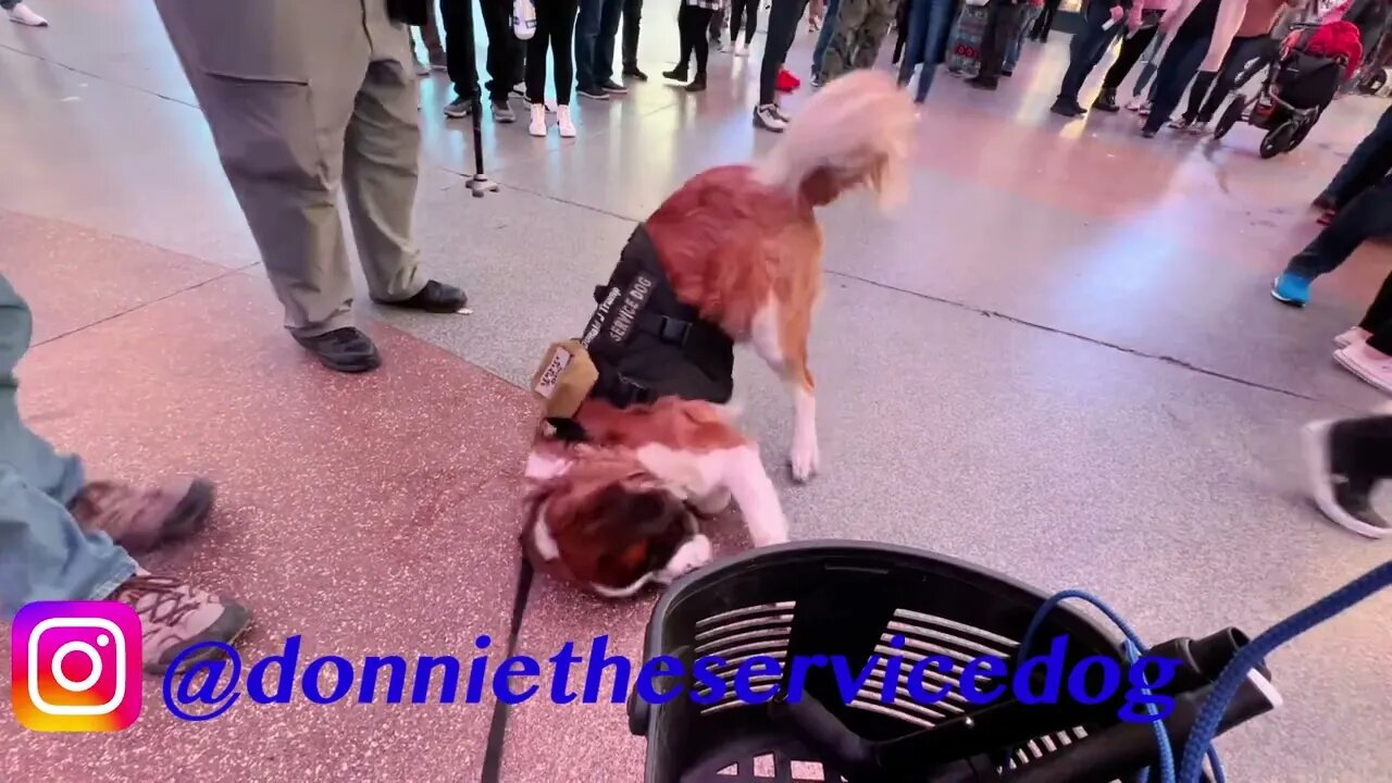 Donnie My St Bernard Service Dog Dancing At The Fremont Street Experiene