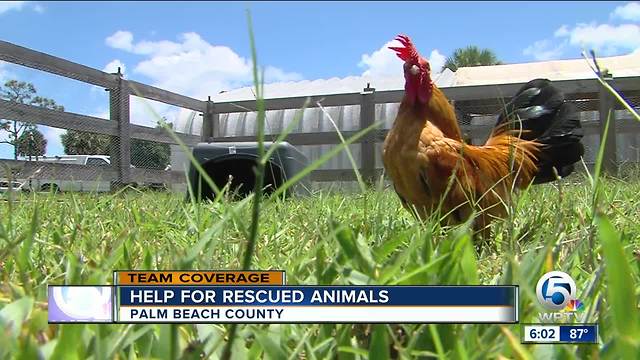 Seized chickens now with Palm Beach County Animal Care & Control