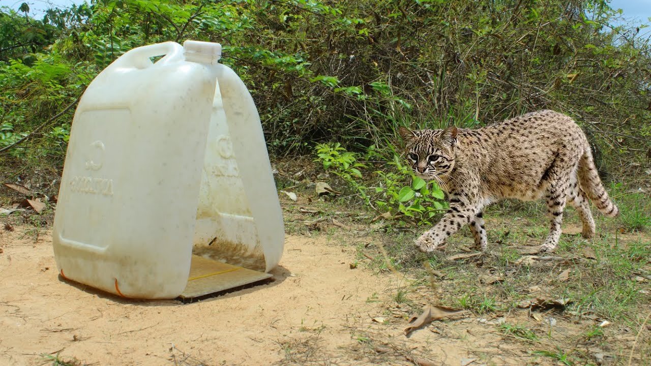 Simple Wild Cat Trap Install Trap Using Large Plastic Bottle