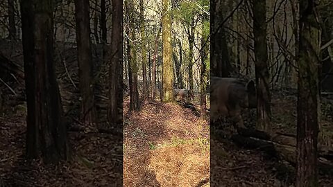 Pig Building a Nest for Her Piglets @UncleTimsFarm #kärnəvór #carnivore #shorts #pigtalk