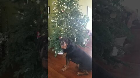 Rottweiler Gets Her Favorite Christmas Present!🎄🎁😄