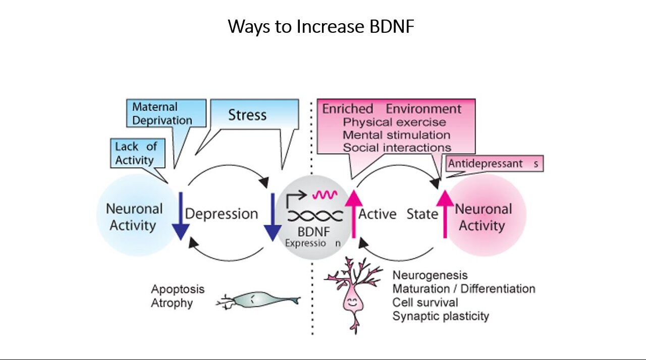 How to Increase BDNF - Brain derived neurotrophic factor - Depression, Anxiety, Learning