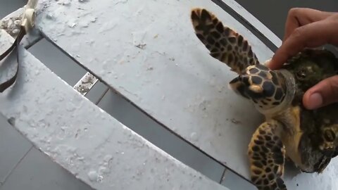 Rescue Sea Turtle Removing Barnacles From a Poor Sea Turtle | animals, Nature, turtles, ocean29 2