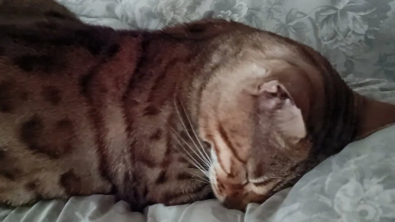 Sleepy time Bedford #sleepycat #snoring