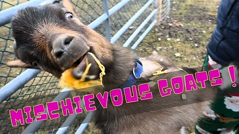 Our Goats Got Into Something!