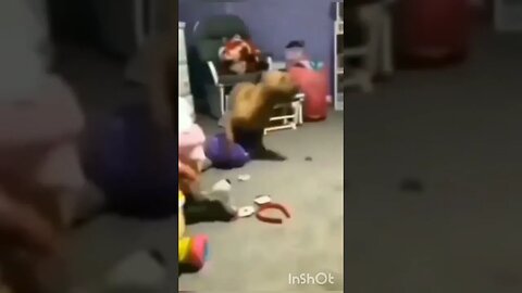 Gato vendo Cachorro correndo 😺🐕