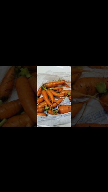 I Harvested My Carrots #garden #gardens #gardening #carrots #diy #selfsufficiency #backyard #yard