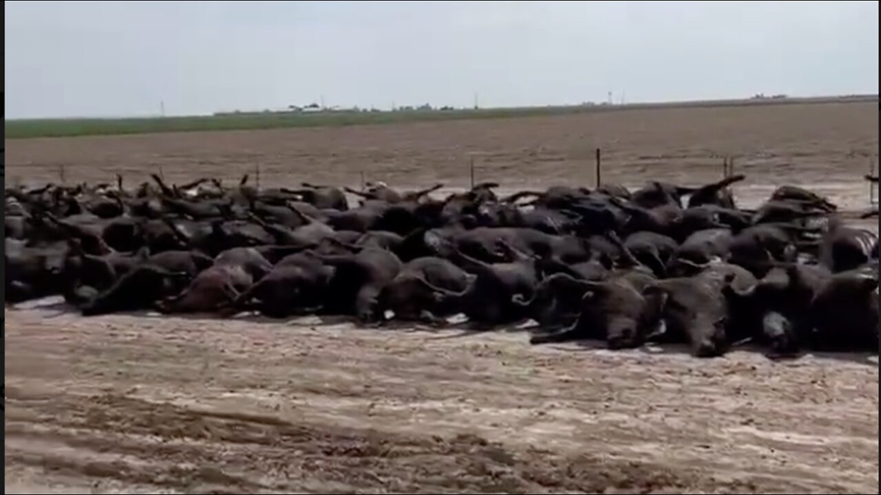 3000 Cattle just keeled over and died in SW Kansas,