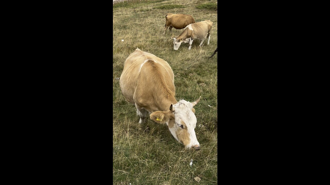 They've got a view 🏔🐮