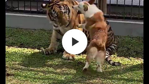 Cute corgi dog play with tiger friend