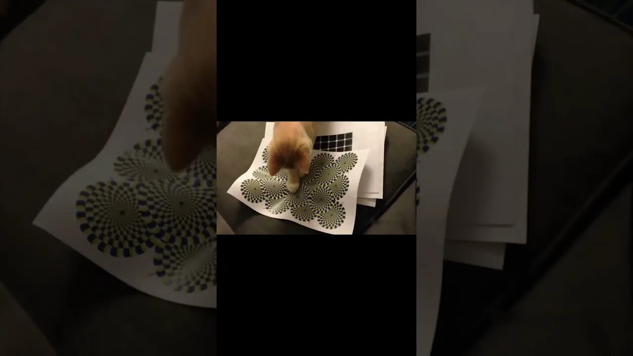 How To Hypnotize a CaT #shorts #cats #funny #hypnosis #like