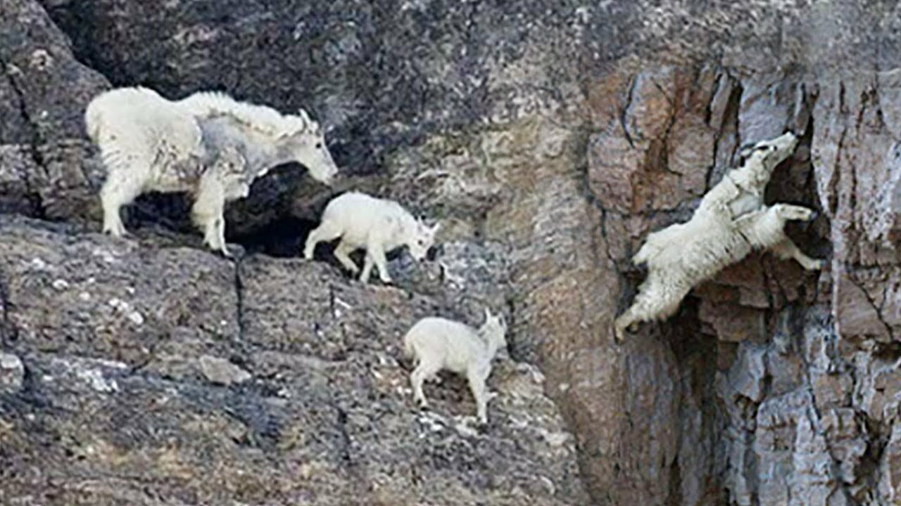 GOATS CLIMBING ON A 160-FOOT-TALL DAM IN ITALY | Discovery Animal Planet