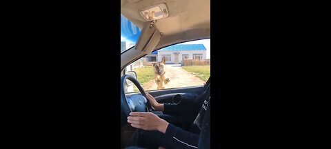 Vssker Try_not_to_laugh🤣_Funny_animals😹‖_#shorts__#funnyvideos(1440p).webm