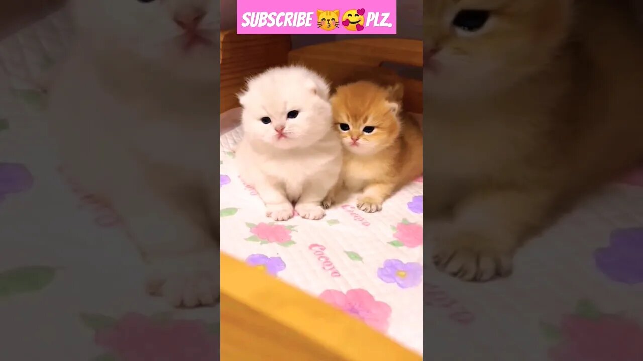 This is So cute cat baby! in home || 🥰🐱|| #shortsfeed #cat #youtubepets #shorts