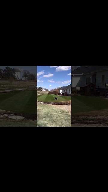 Dog 💩 on my Freshly Mowed Lawn 😡