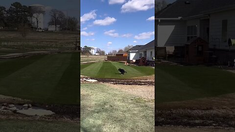 Dog 💩 on my Freshly Mowed Lawn 😡