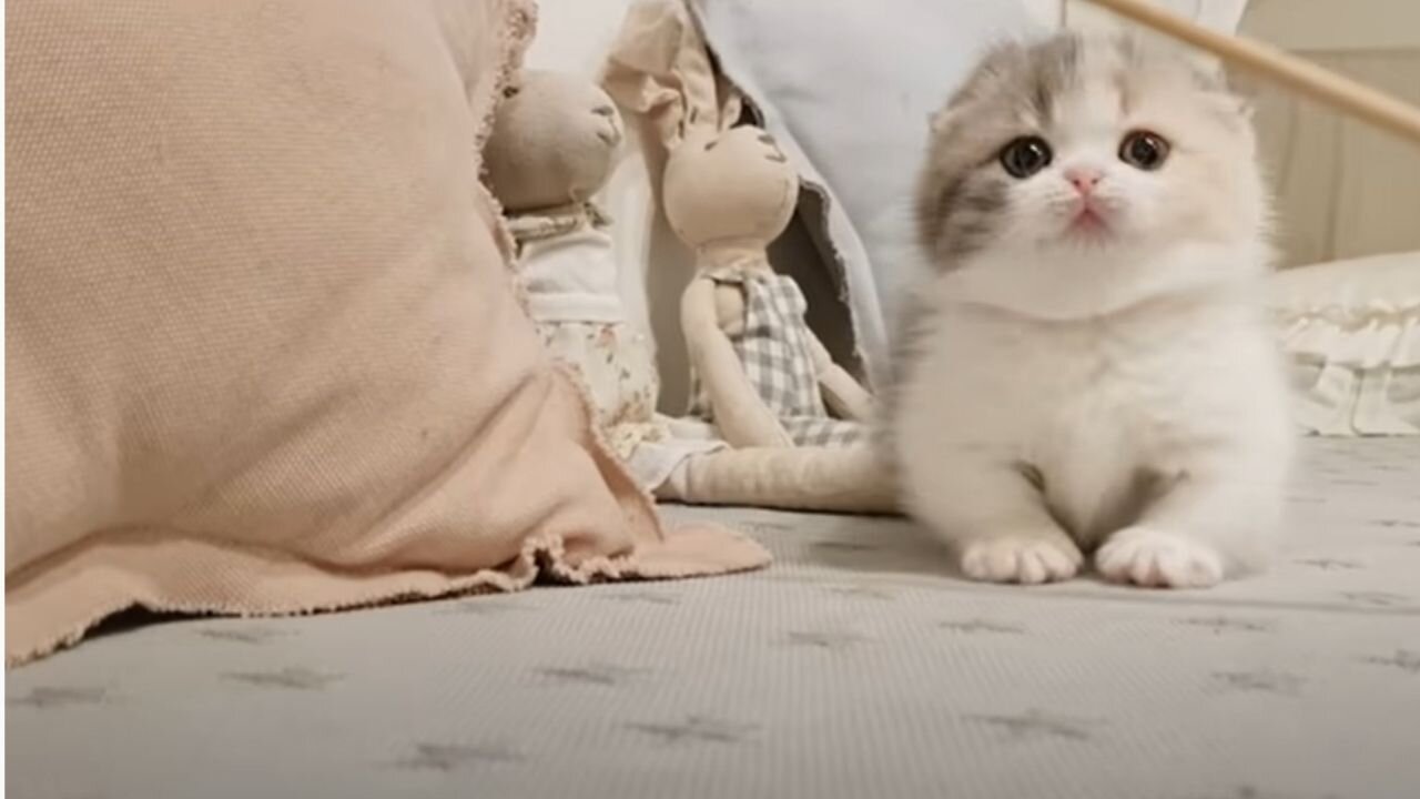 cute kitten videos short leg cat- KimsKennelUS 2021