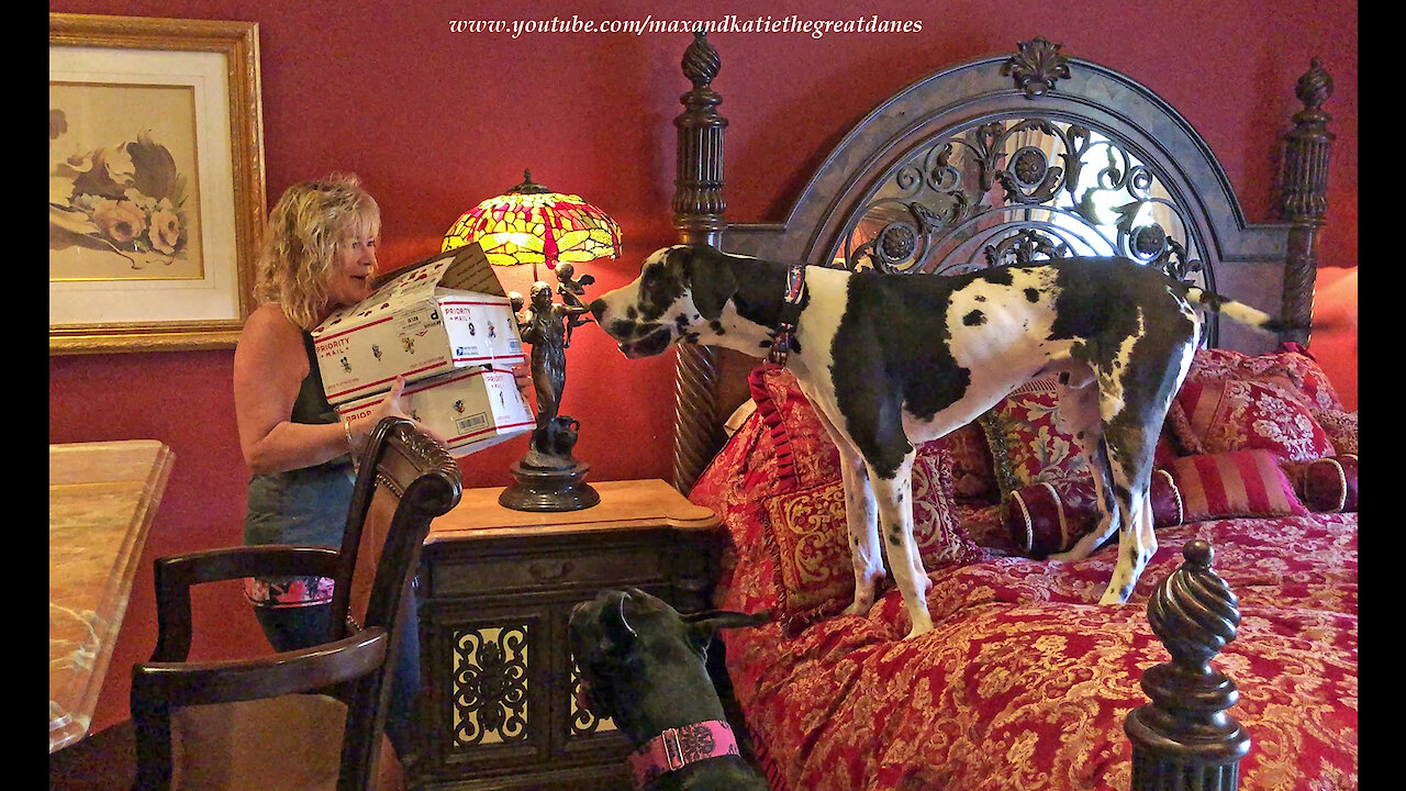 Excited Great Danes Can't Wait to Open Valentine's Day Gifts