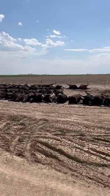 3000 cattle found dead in SW Kansas. By whom? Why?