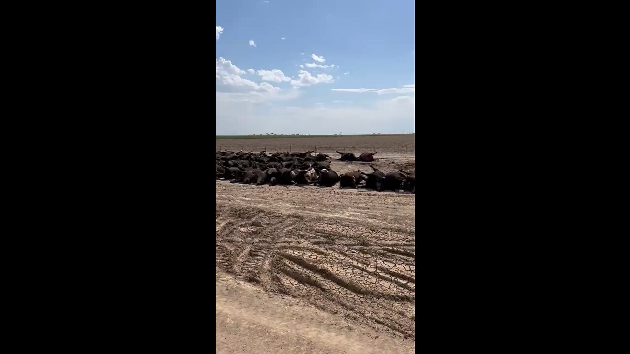 3000 cattle found dead in SW Kansas. By whom? Why?